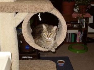 Kitty in Cat Tree Condo