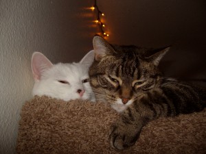 Kitty and Dotty on Cat Tree Condo