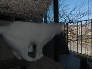 Dotty on Cat Tree Condo