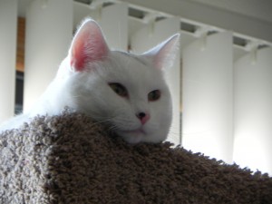 Dotty on Cat Tree Condo 2