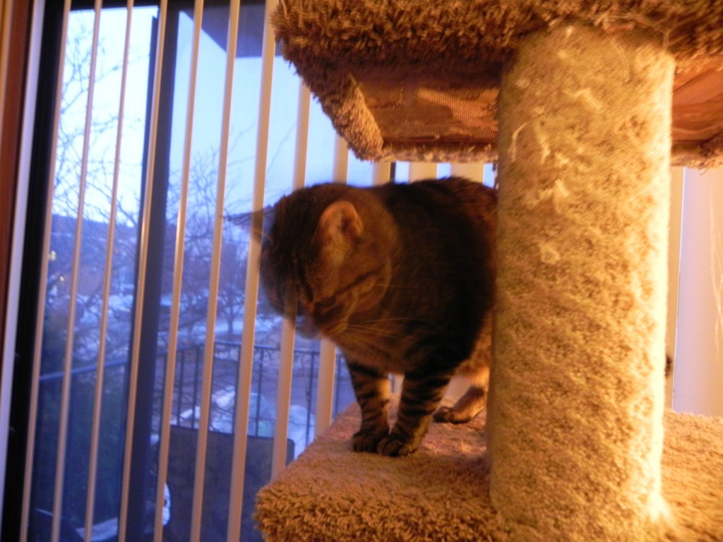 Magical Invisible Cat