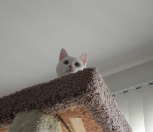 Cat on top of tall cat condo