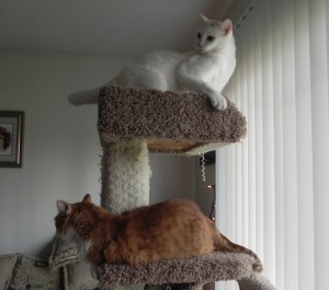 Two cats on the cat tree