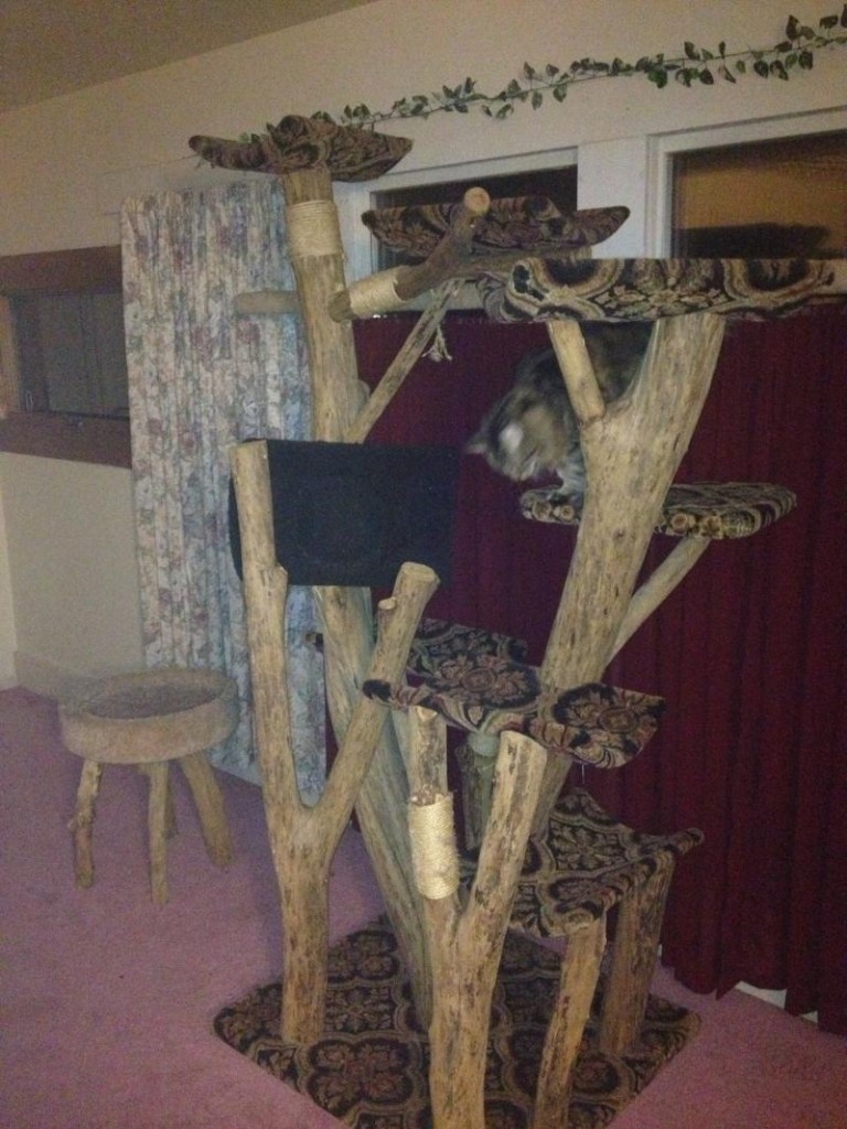 Cat Tree Kingdom Example