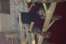 A Creative Approach to Building Cat Trees