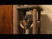 Video: Making a Sturdy Cat Tree
