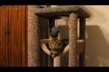 Video: Making a Sturdy Cat Tree